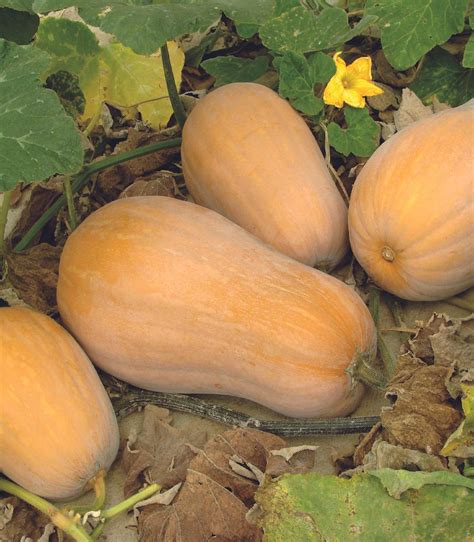 Como Cultivar Y Cuidar Calabazas En Macetas Y Jard N La Huerta En