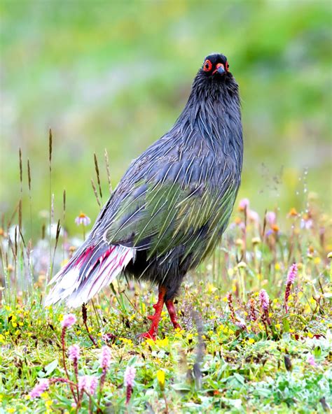 Blood Pheasant Photos - Shanghai Birding 上海观鸟