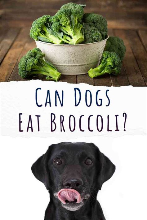 ¿pueden Los Perros Comer Brócoli ¿está Bien Compartir Esta Verdura Con