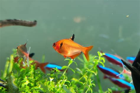 Serpae Tetra Complete Care Guide Setup Fish Tank