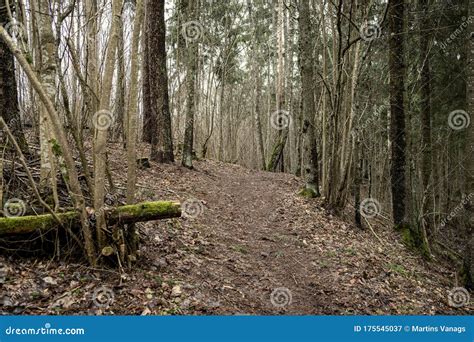 Naked Winter Forest With Trees And No Snow Stock Image Image Of Snow Park 175545037
