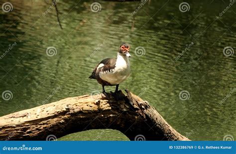 Ornamental ducks of asia stock image. Image of asia - 132386769