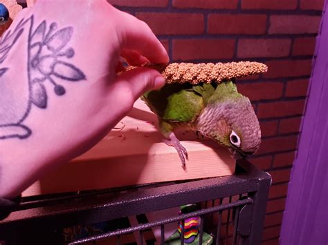 "I dub thee Sir Knight of the Millet" : r/PartyParrot
