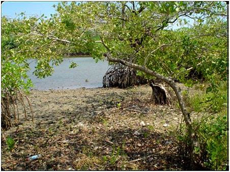 Mangroves at Isla Corazon, Red Mangroves, Black Mangroves, White ...