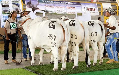 Contexto Ganadero Noticias Principales Sobre Ganadería Y Agricultura En Colombia