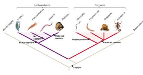 Animais Protostômios - Filos Protostômios