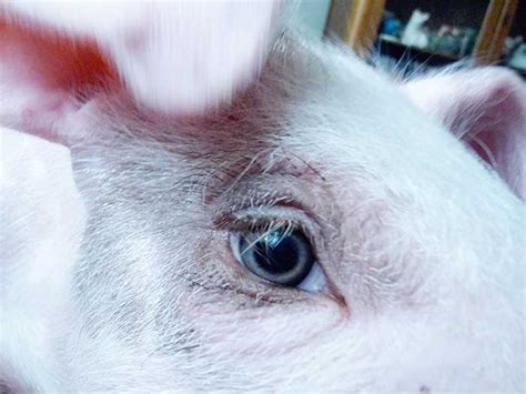 Hamilton the pig - Pigs Peace Sanctuary