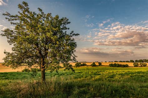 Зеленое дерево в поле · бесплатная фотография от 78999437 картинки на