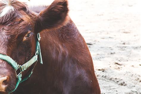 Cattle Vaccines – Quinn's Chemist