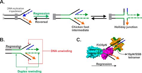 Fork Regression A Fork Regression Occurs In A Direction Opposite To