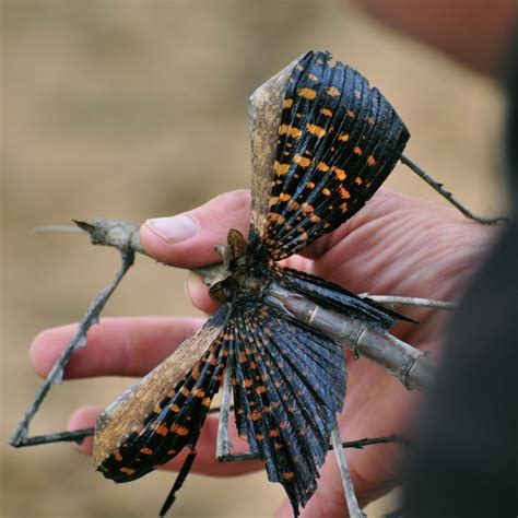 Encounters In East Africa The Longest Insect In The World