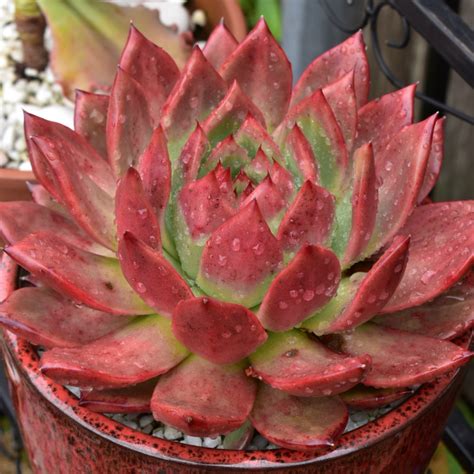 Echeveria Agavoides Amestro Echeveria Agavoides Amestro In