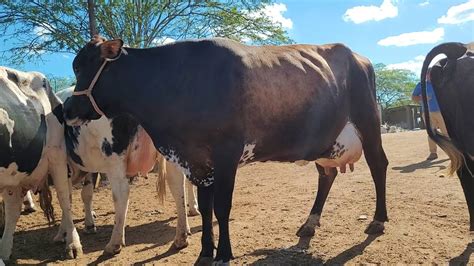 Vacas Leiteiras À Venda Em Bela Vista De Goiás - 2 LOTES DE VACAS LEITEIRAS Á VENDA DANDO ATÉ 40 KG DE LEITE POR DIA (EM ...