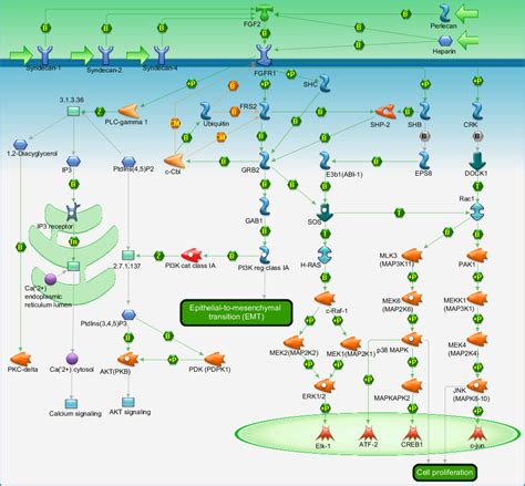 Development Fgfr Signaling Pathway Pathway Map Primepcr Life Science Bio Rad