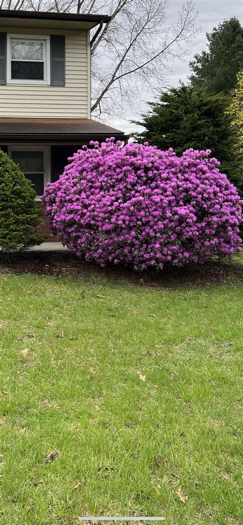 What type of bush is this and why didn’t it bloom this year? : r/gardening