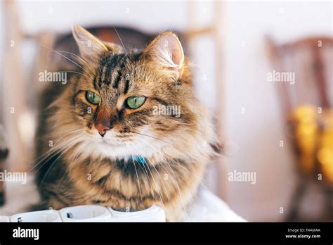 Cute Cat With Green Eyes Sitting On Table Maine Coon With Funny