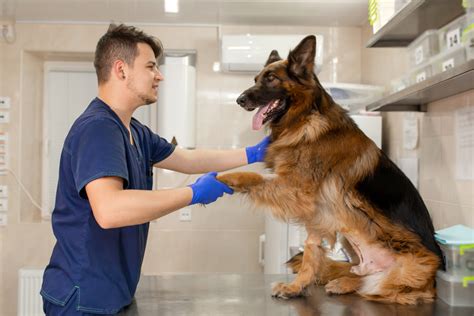 Pastor Alemão Personalidade Tipos Preço Cuidados E Mais Guia Animal