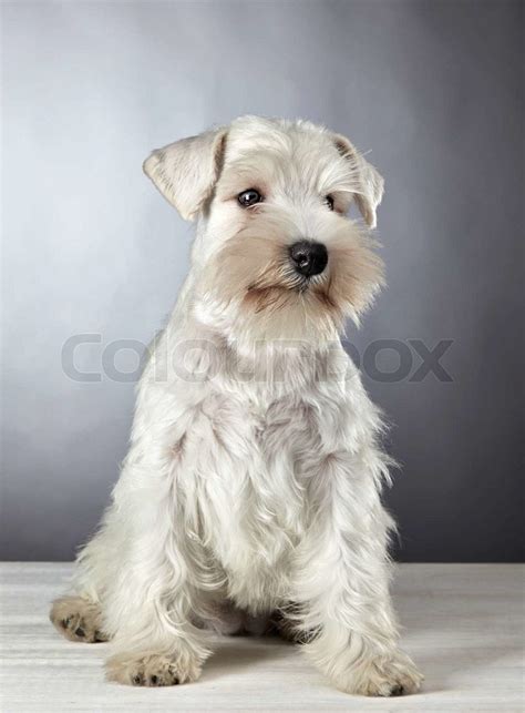 White Miniature Schnauzer Puppies