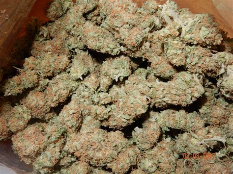 Barney's Farm Critical Kush grow journal harvest9 by - GrowDiaries