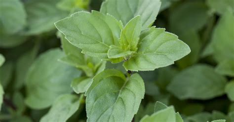 Mentha X Piperita Var Citrata Lemon Zitronen Minze Haid Baumschulen