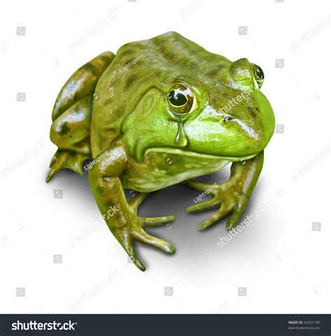 Polluted Environment Green Frog Crying Isolated On White Stock Photo