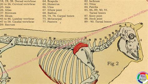 Sheep Anatomy Atlas Poster – Body of Elements