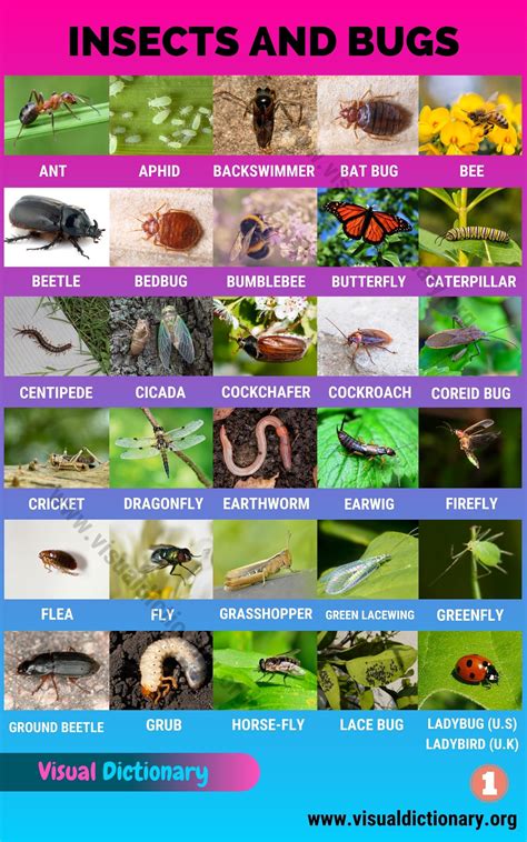 Insects: Best List of 55+ Common Names of Insects in the World - Visual ...