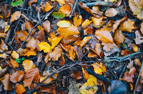 Wallpaper Foliage Fallen Autumn Wet X Kwallpaper