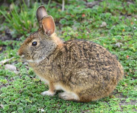 Conejo Silvestre Biodiversidad De La Vereda Canica Biodiversity All