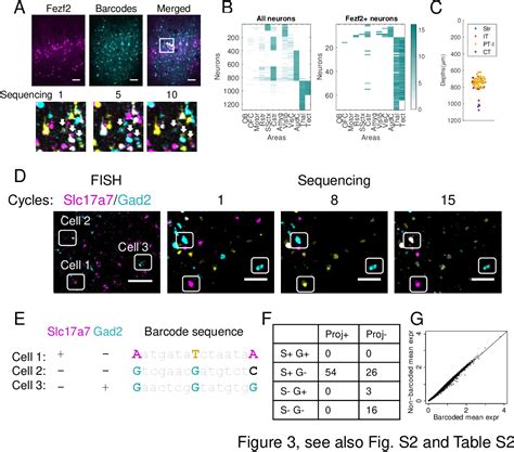 Figure From High Throughput Mapping Of Long Range Neuronal Projection