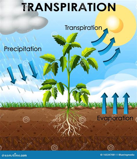 Transpiration Diagram