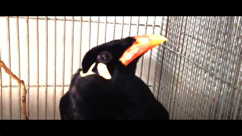 মযন পখ ক কথ বলছ শনন Talking Indian Hill Mynah Bird YouTube