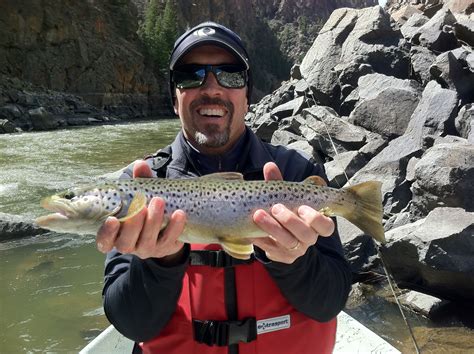 Ffo Client Richard Troy Got This Nice Brown Trout On The Colorado River