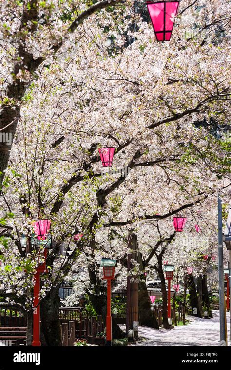 Japan, Kinosaki. Pathway under row of cherry blossom trees in full bloom, with pink lanterns ...