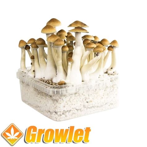 Kit De Cultivo De Setas B Growlet