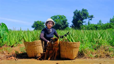 Harvesting Aloe Vera Garden Goes To Market Sell Feed Chickens And