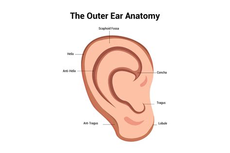 Outer Ear Anatomy Vector Illustration Graphic by Selim gdb · Creative ...