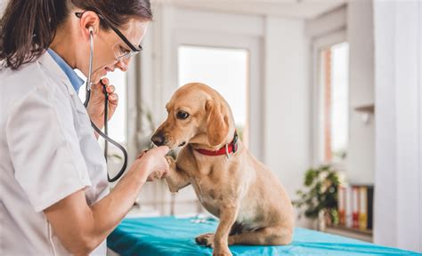 Average Cost Of Vet Visit For Dog How Much Will It Cost What Should