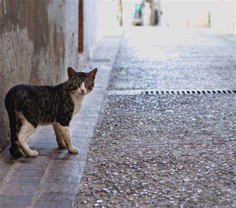 I've lost my pet | AWL | Animal Welfare League