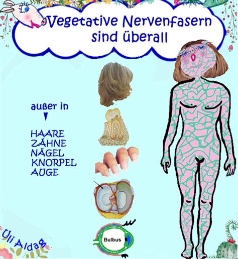 Vegetatives Nervensystem Institut für Neuraltherapie