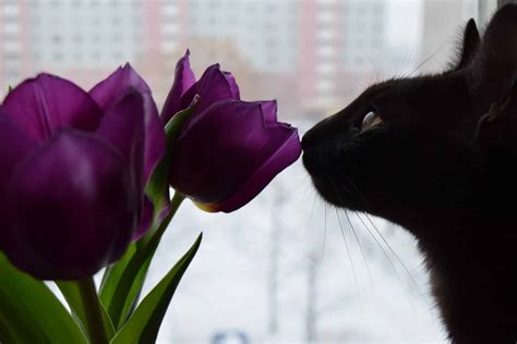 The 5 Most Poisonous Plants for Cats, and Safe Alternatives