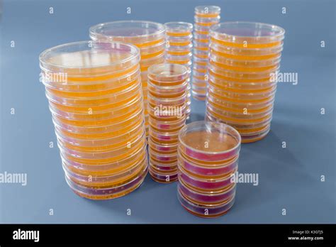 Pile Of Petri Dish With Growing Cultures Of Microorganisms Fungi And