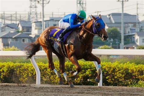 注目馬情報｜マイルチャンピオンシップ南部杯 2024年｜ダートグレード競走特設サイト