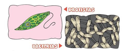 Enfermedades Infecciosas Y Parasitarias Escolar Abc Color