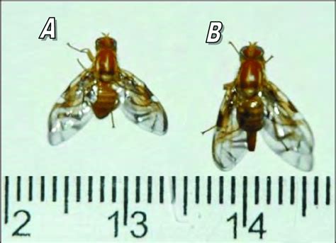 Macho A E Fêmea B Adultos De Anastrepha Fraterculus Download Scientific Diagram