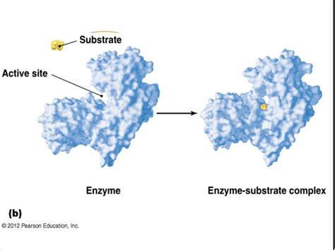 Enzymes Diagram Quizlet