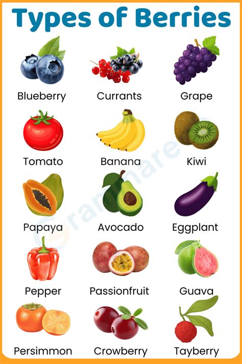 Types Of Berries With Pictures List Of 60 Berries With Names