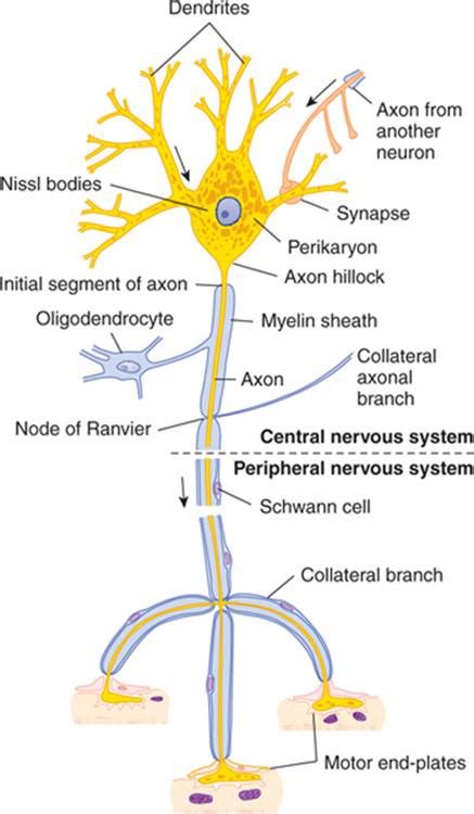 Nissl Bodies Diagram