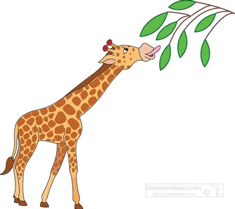 All 95 Images Giraffe Eating Leaves From A Tree Full HD 2k 4k