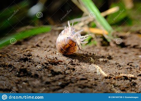 Pill Bug Armadillidiidae Stock Photo Image Of Doodle 236169738